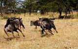 TANZANIA - Serengeti National Park - Lobo - 50